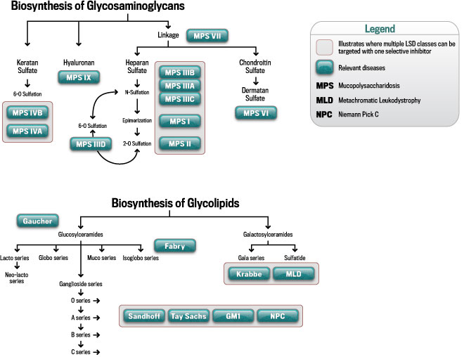 Biosynthesis of Glycosaminoglycans